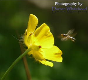 Insect and Buttercup